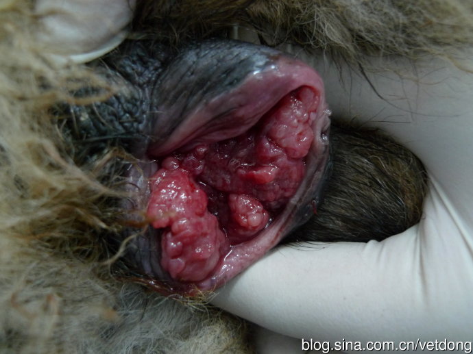 传播性性肿瘤(tvt)